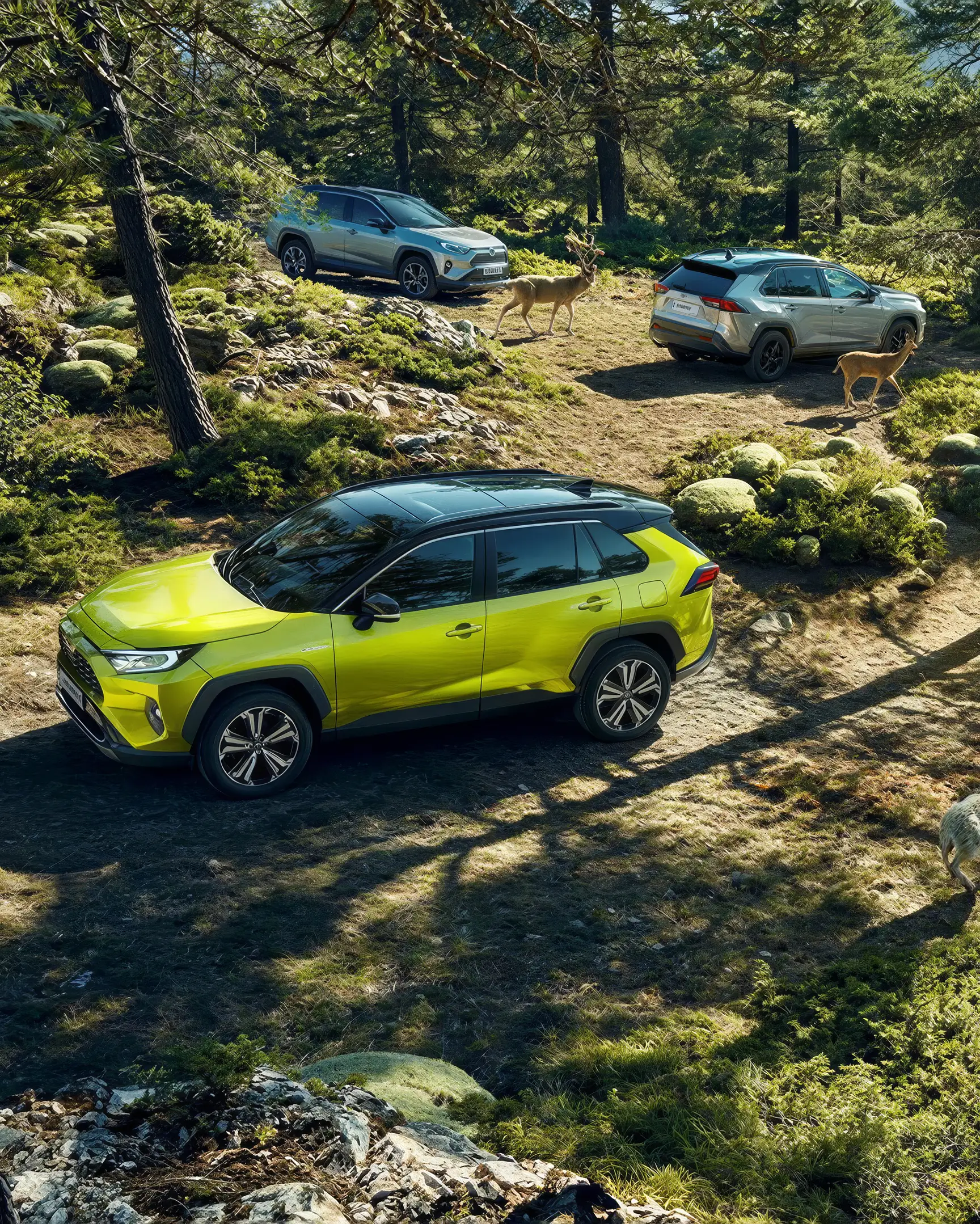 Autos im Wald mit Reh
